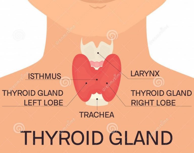 how-does-the-water-you-drink-affect-your-thyroid-health-primo-water