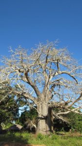 Baobab tree and fruit